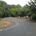 Kas Pathar Sceneries of Roads9